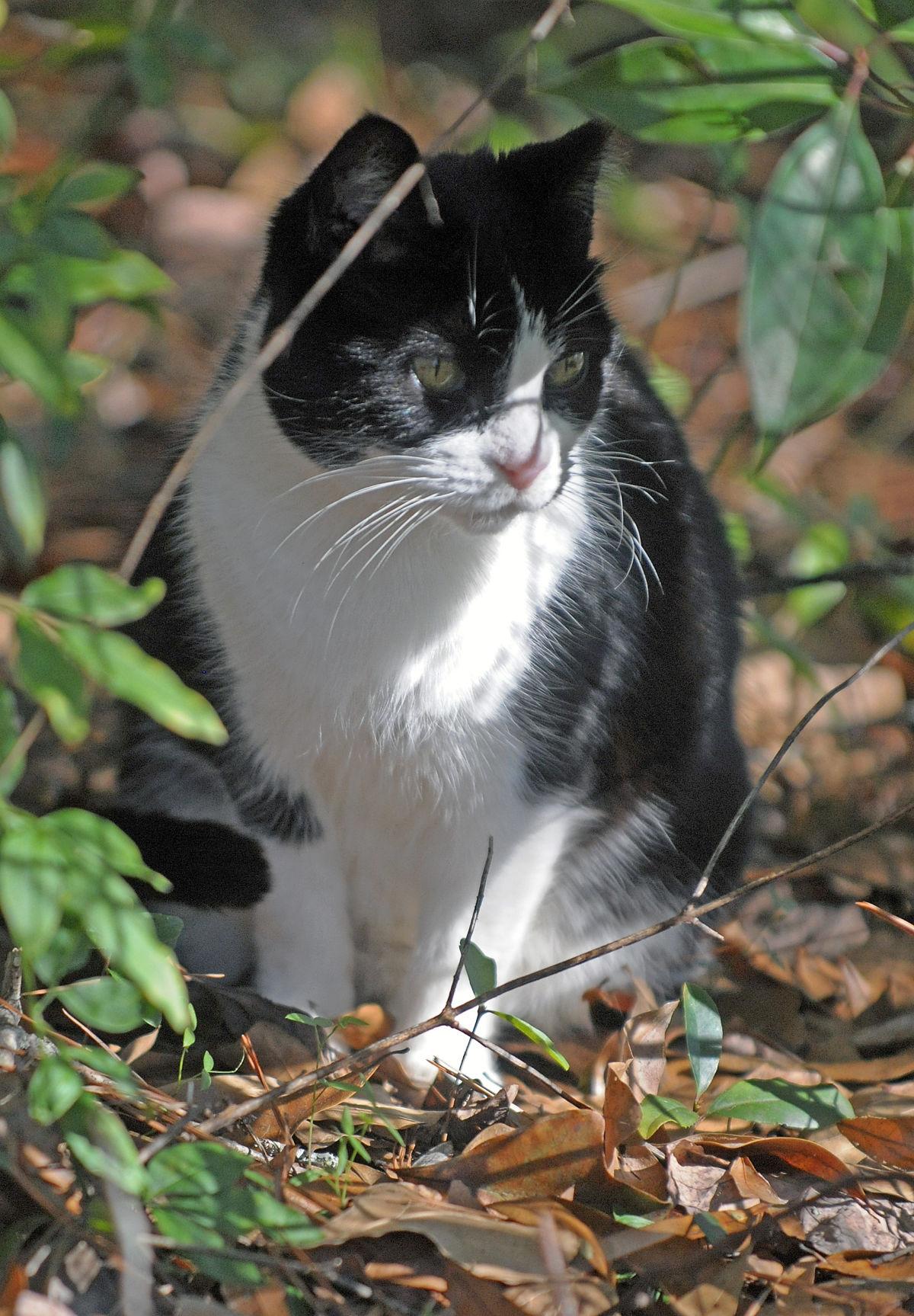 Pets Need Shelter Food And Water To Get Through Cold Snaps