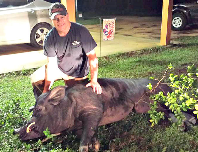 Man finds 820pound wild hog in front yard
