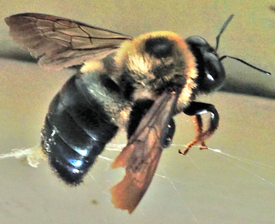 carpenter black bee