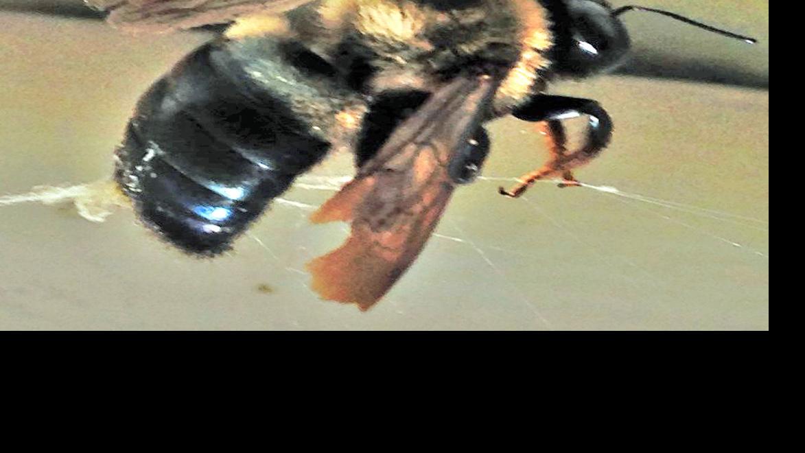 Build A Defense Against Carpenter Bees News Dothaneagle Com