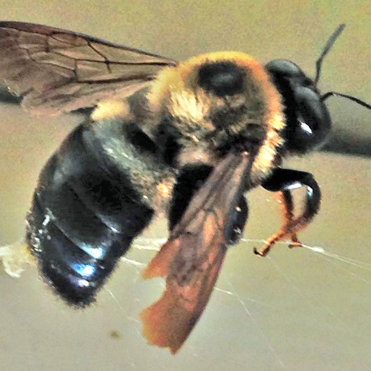 Build A Defense Against Carpenter Bees News Dothaneagle Com