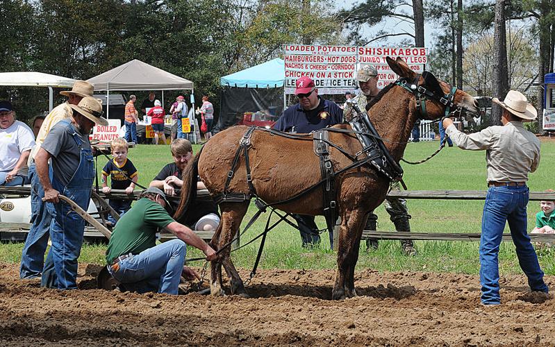 Spring Farm Day celebrates agricultural history