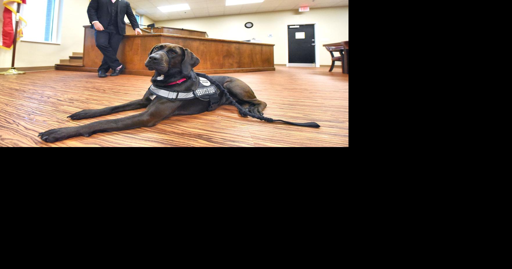 Canine court officer reducing stress, anxiety in Dale County juvenile cases