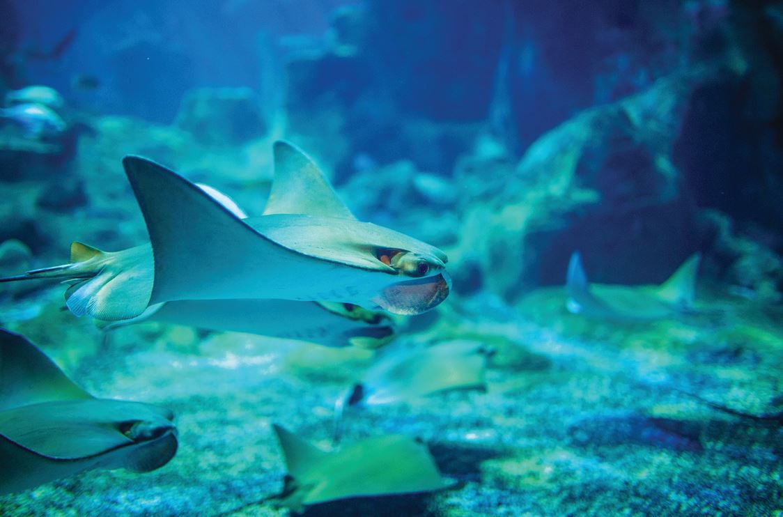 Huge Gulf Coast aquarium opening in April