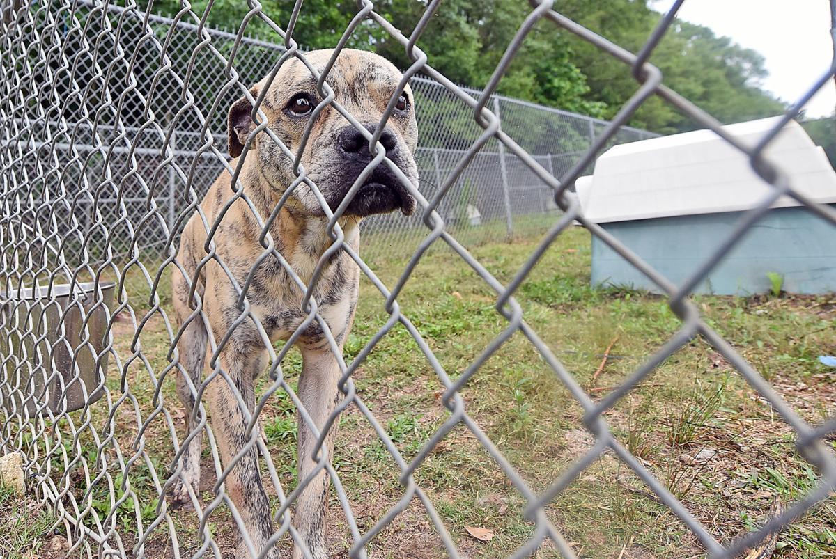 Local Animal Rescue Groups See Spike In Adoptions Local