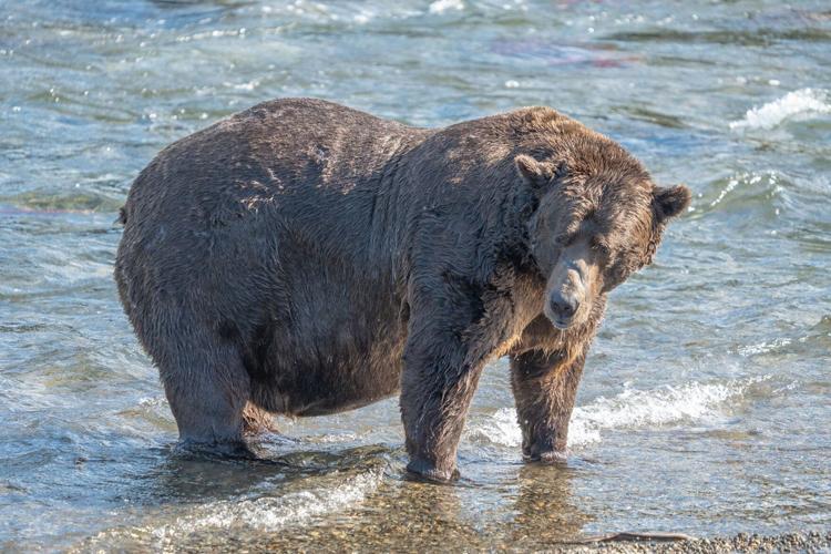 Northside Grizzly Cubs