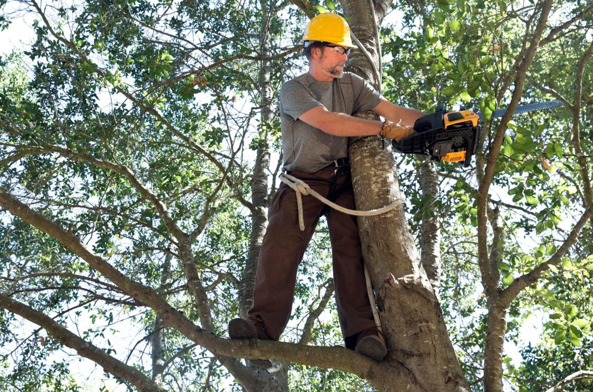 Answer Man: Who is responsible for trimming limbs that hang into the roadway?