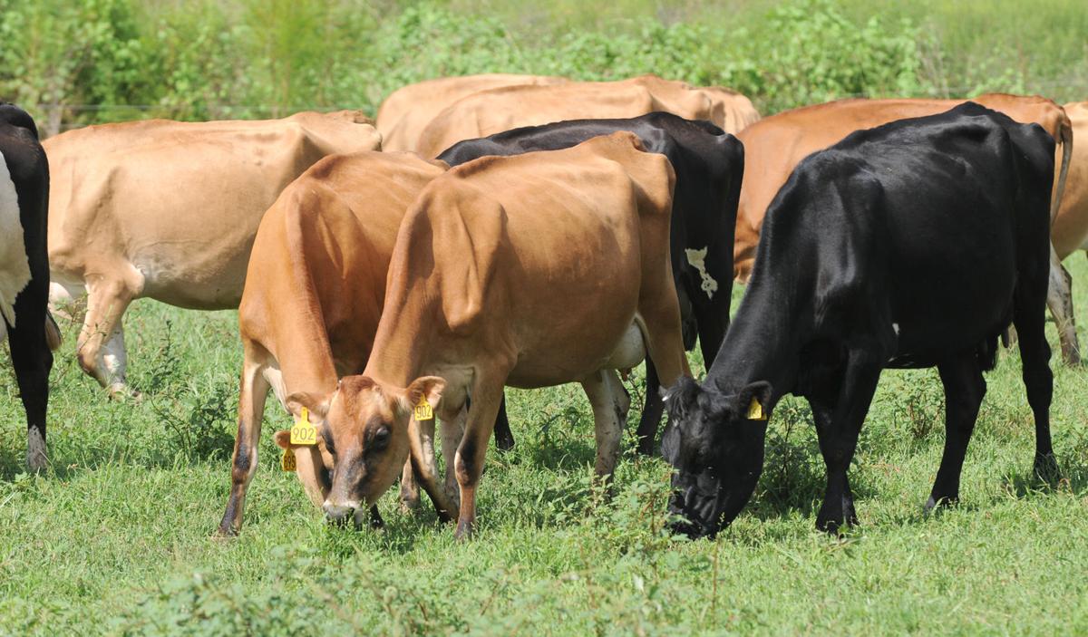 Working Cows Dairy receives animal welfare certification Local