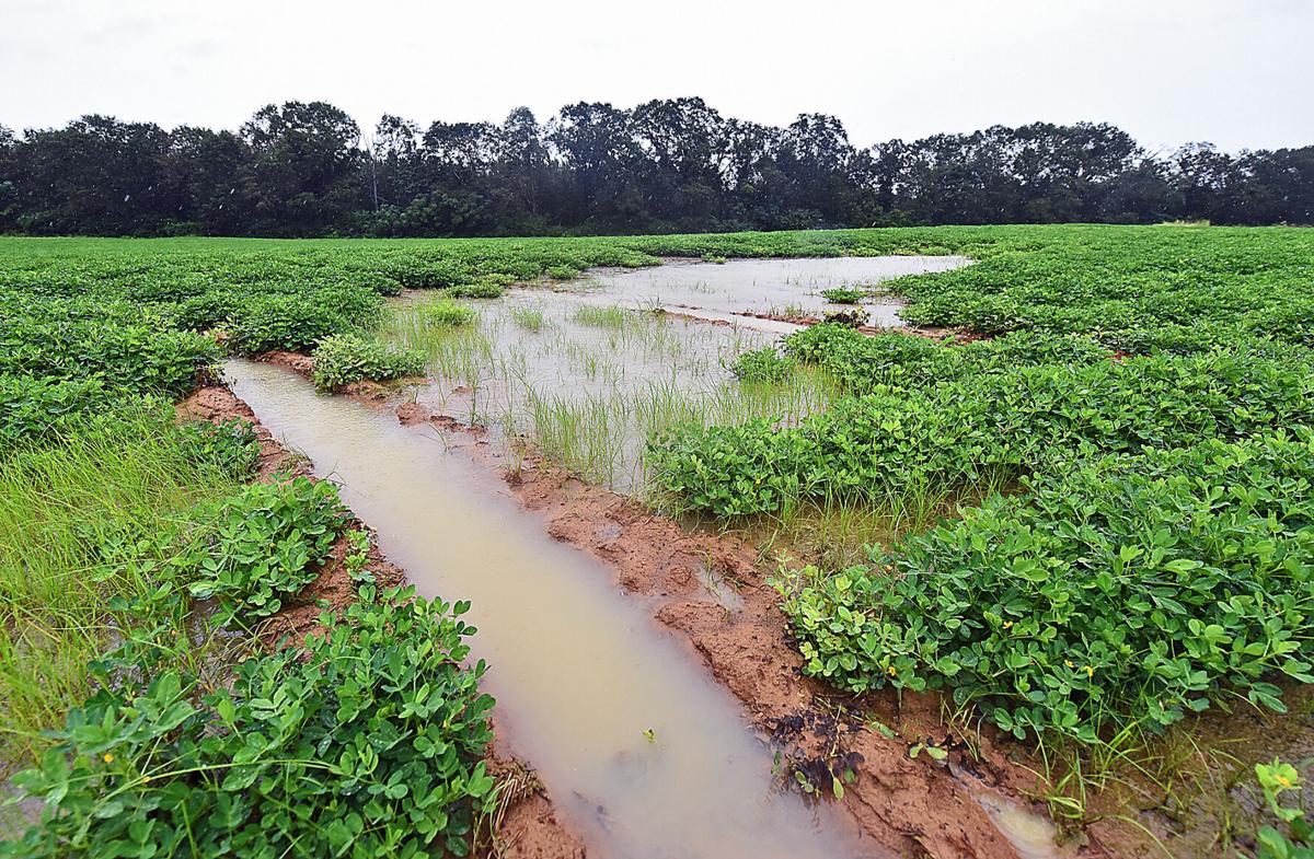 Hurricane Sally brings concern for Wiregrass farmers