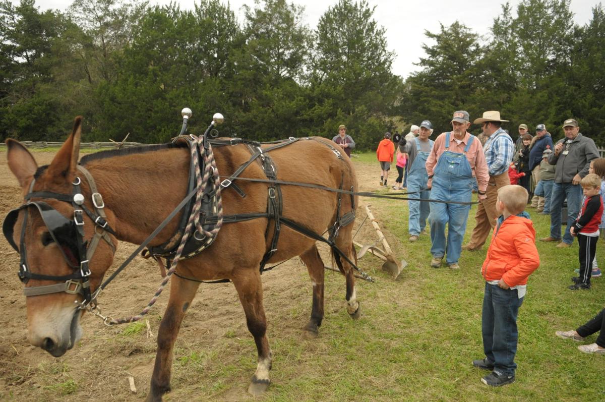 Landmark's Spring Farm Day March 20