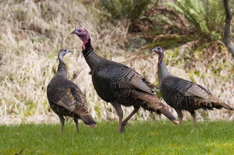 Alabama extends wild turkey survey participation to public for first time