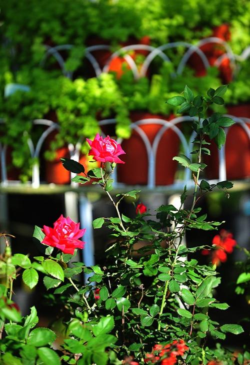Annual Plant Sale Offers Local Favorites And The Unusual Lifestyles Dothaneagle Com