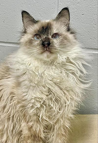 Mochi is the SOS Pet of the Week