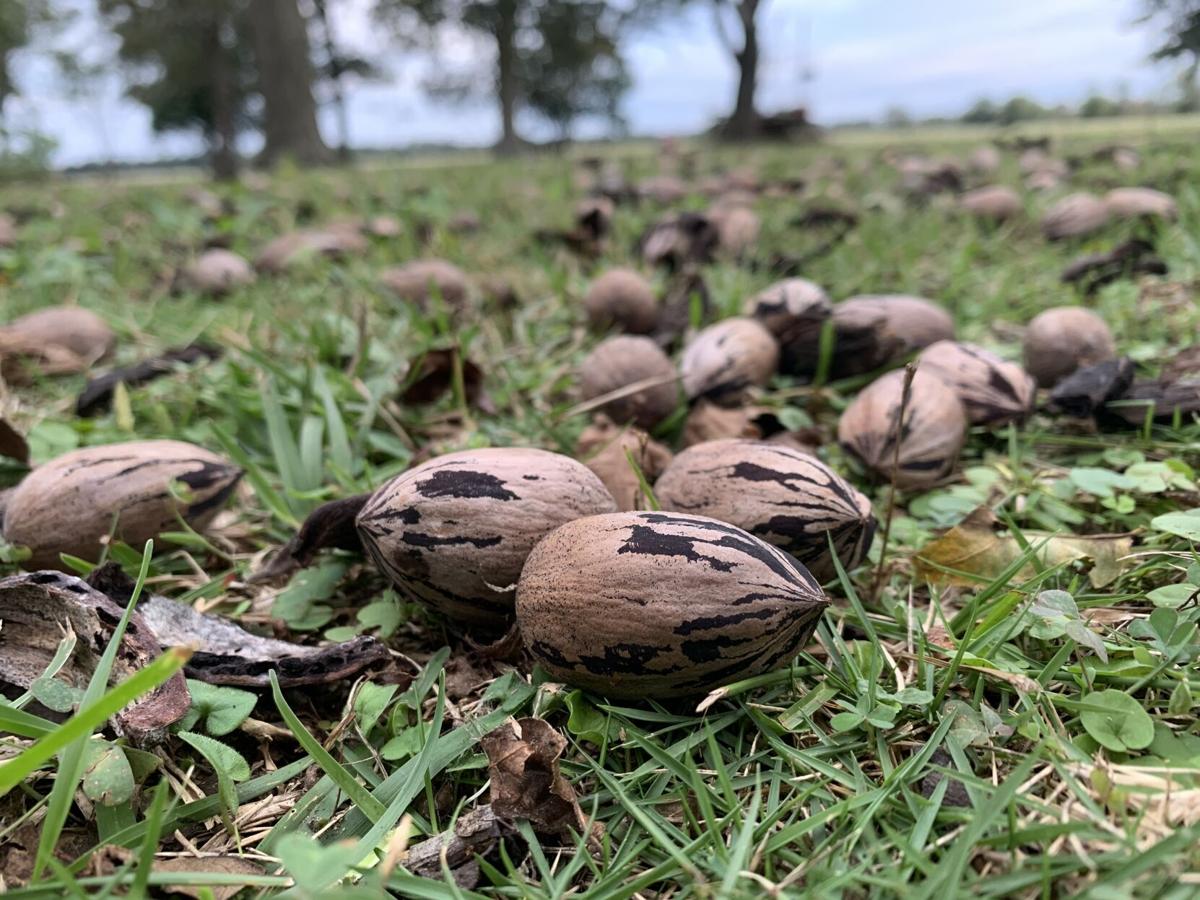 Low prices dampen pecan harvest Business