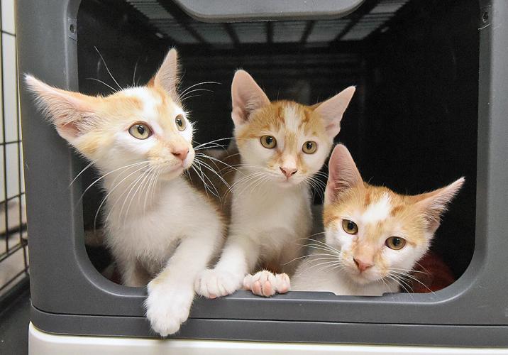 Kitty Kottage transports 51 kittens to Illinois