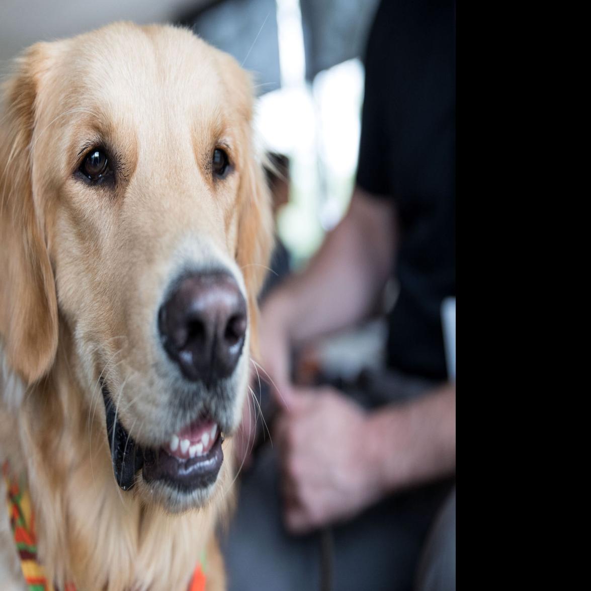 Nebraska Dogs In Gentle Ministry Provide Comfort After Las Vegas Tragedy Trending Dothaneagle Com
