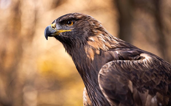 War Eagle VIII on injured reserve for 2026 season