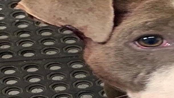 Animal Tracks: Shelter has pets in need of homes | Local News |  dothaneagle.com