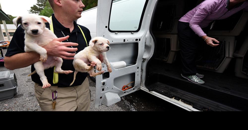 Puppy transports helping with overcrowding at Dothan Animal Shelter