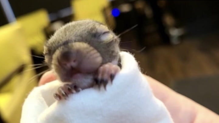 Some baby animals may be in need of help after storms Some baby animals may be in need of help after storms