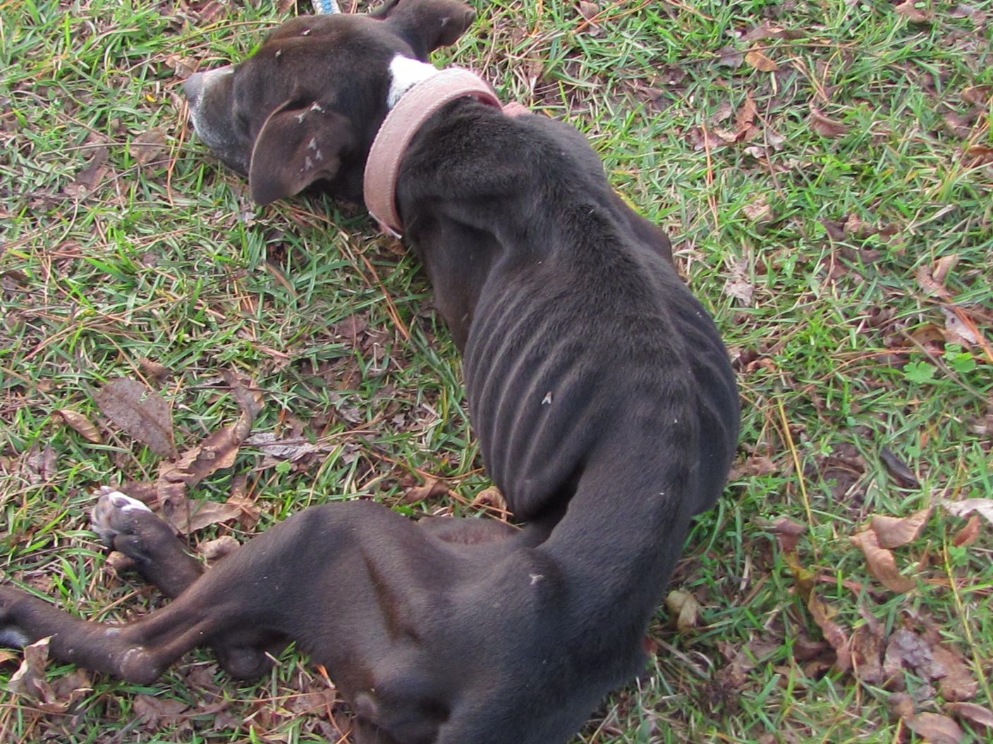 pitbull safe haven rescue