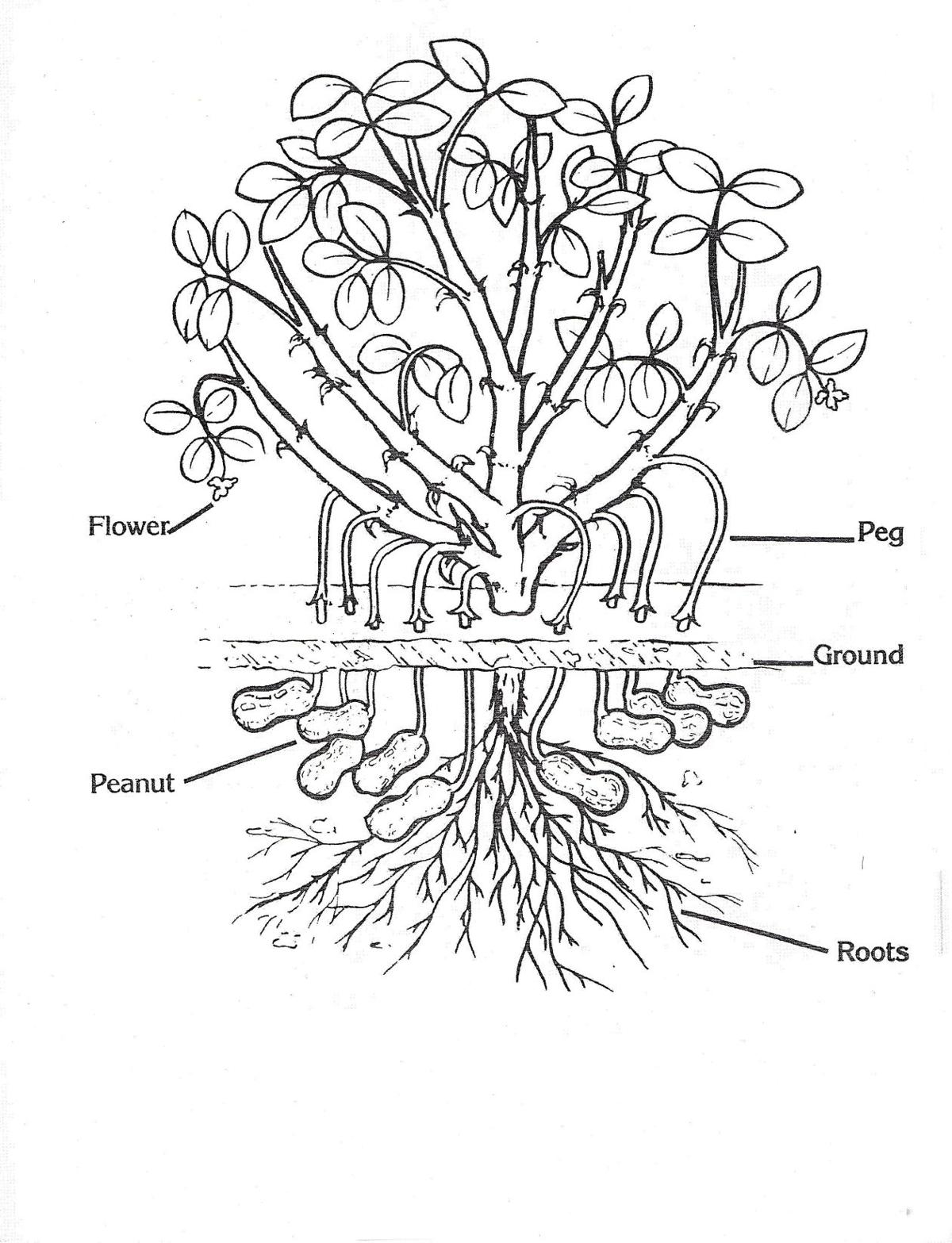 A look at the life of a peanut | Local | dothaneagle.com
