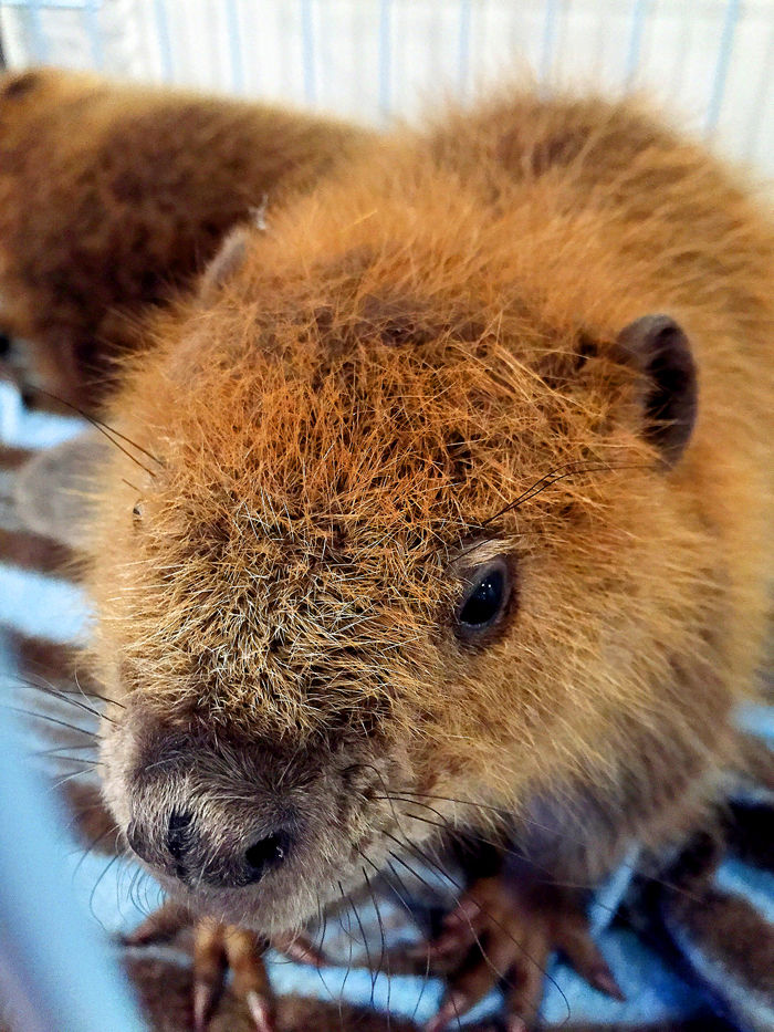 Baby beavers, otters increase need for pond at Big Bend Wildlife