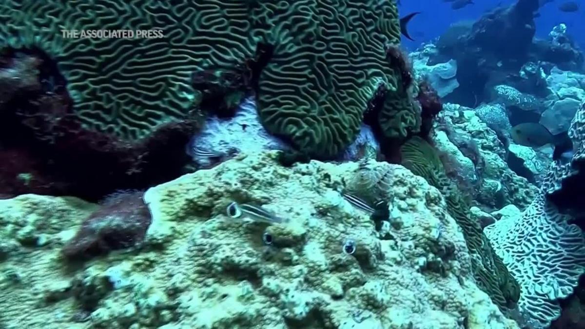How climate change weakens coral 'immune syst