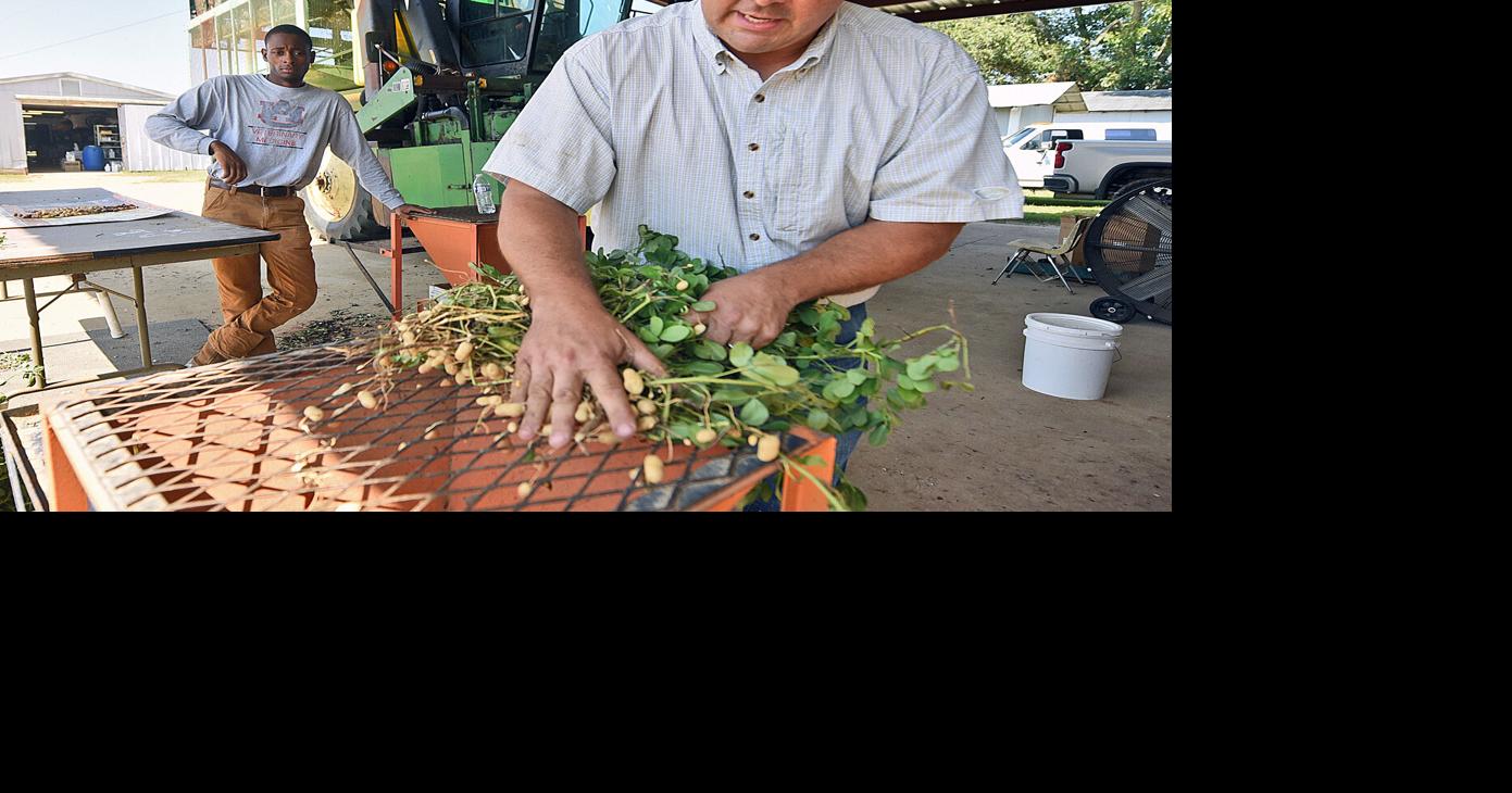 Drought hurting some Wiregrass farmers ahead of peanut harvesting season