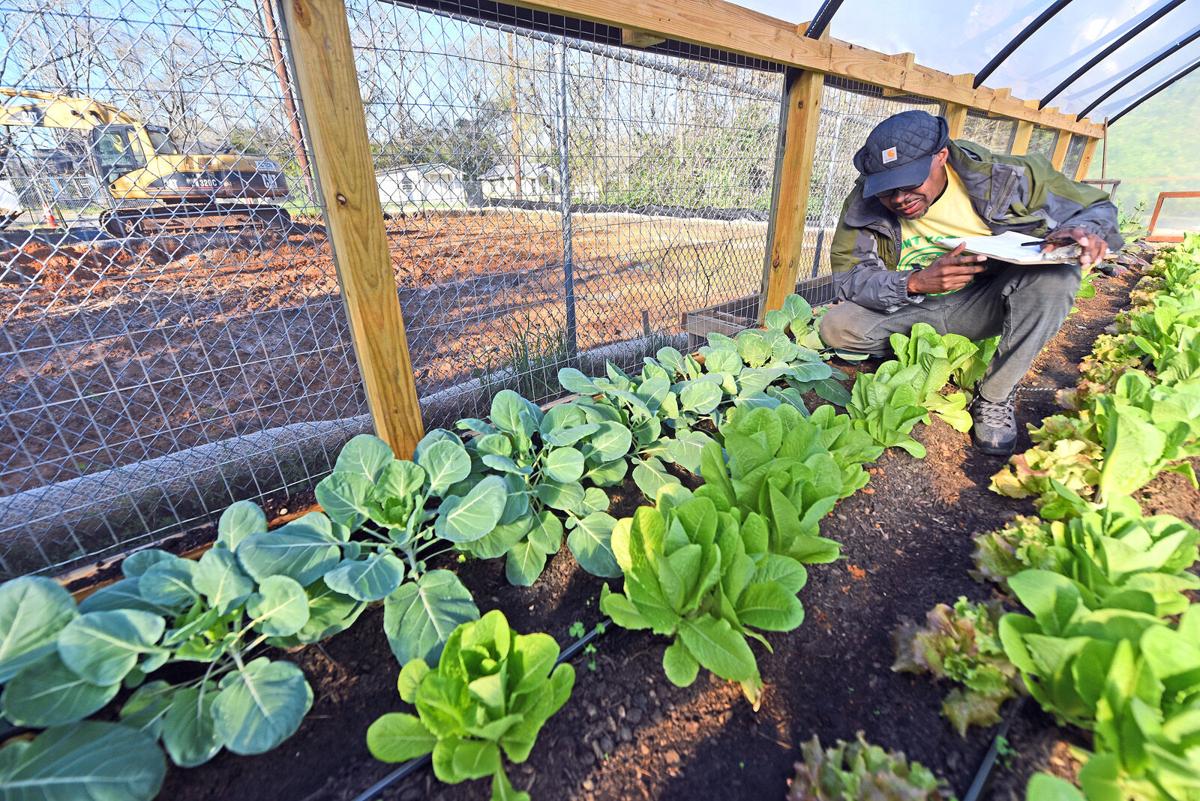 Workers removing polluted soil from Dothan lot so urban garden can grow