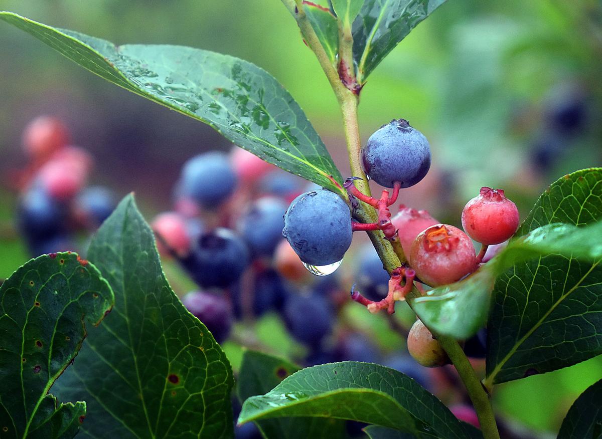 2017 blueberry season short but sweet tasting Local