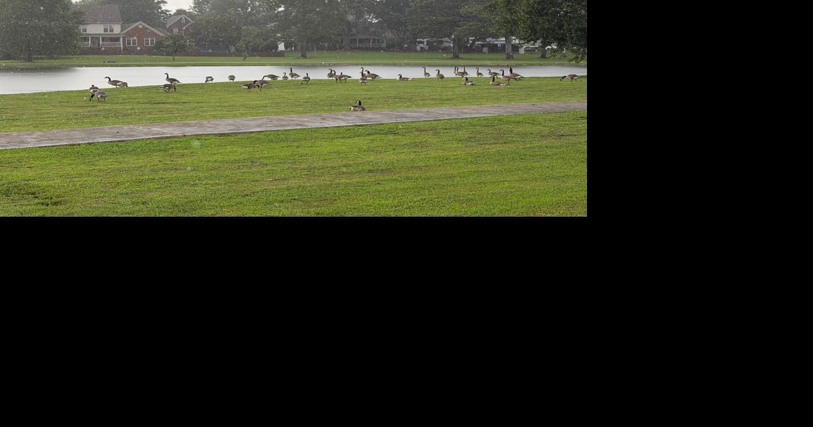 This comes days after another Madison HOA reversed its decision to euthanize Canada geese in its neighborhood