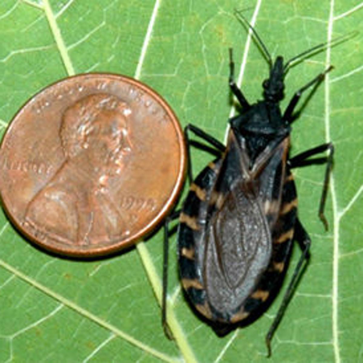 Get How To Protect Against Deadly Kissing Bug News Dothaneagle Com For iPhone Wallpaper How To Protect Against Deadly Kissing Bug News Dothaneagle Com HD