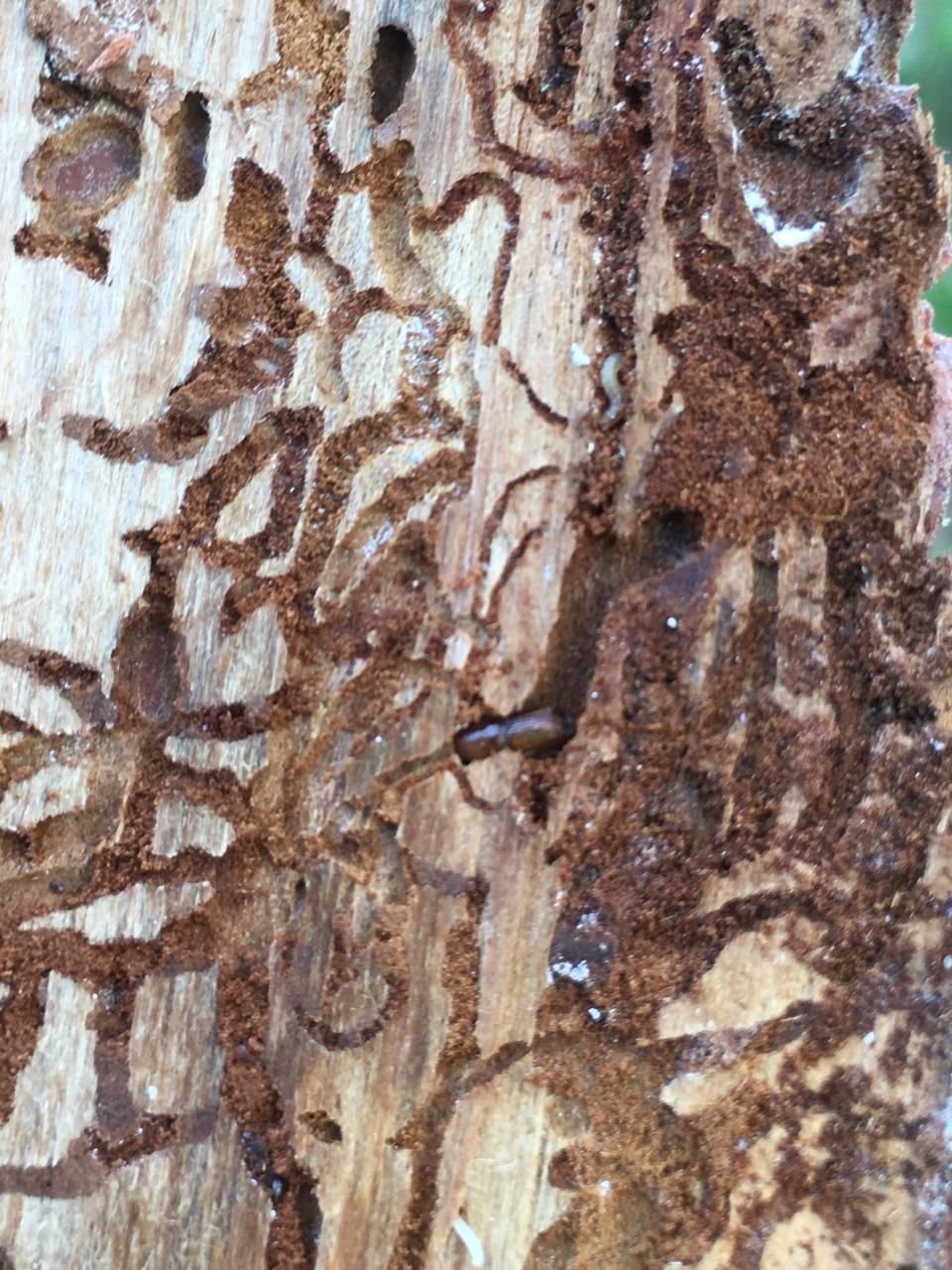 Outbreak of Ips Bark Beetles 