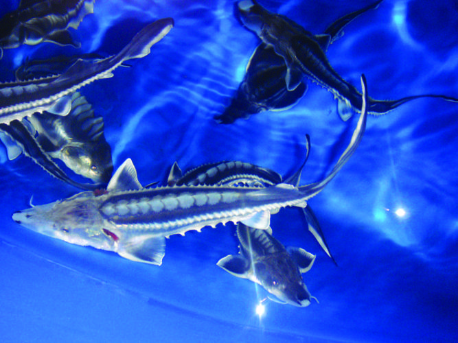Sturgeon farm thriving in