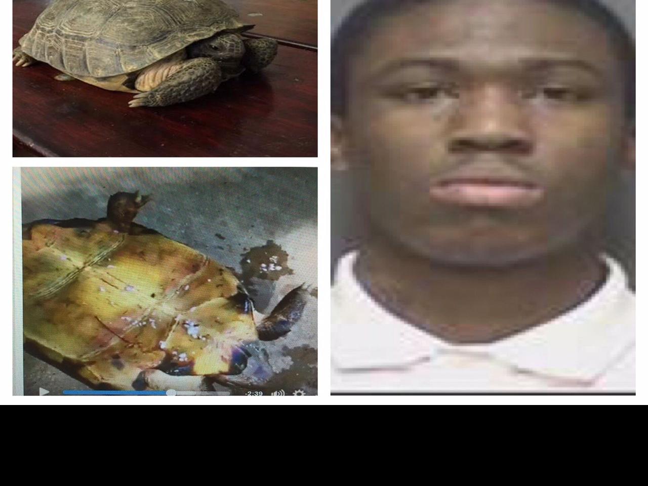 Turtle Set On Fire Live On Facebook Dothan Man Charged Crime News Dothaneagle Com