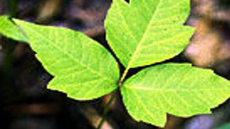 Keep An Eye Out For Poison Ivy And Poison Oak News Dothaneagle Com