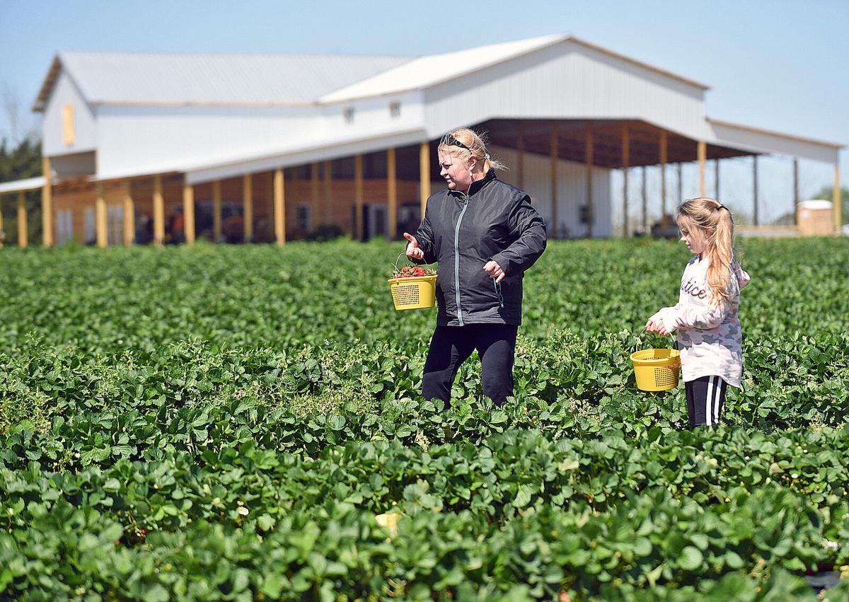 Youpick or drivethru Wiregrass strawberry growers ready for peak
