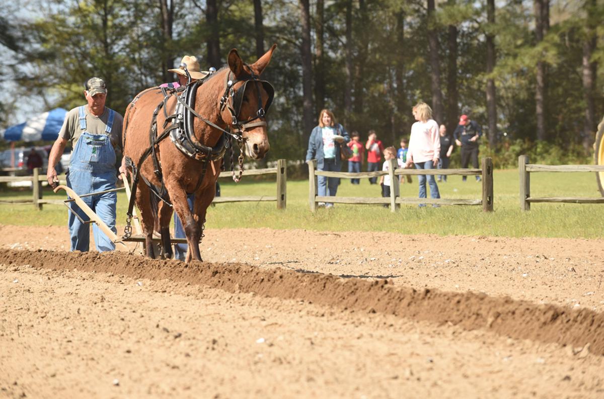 Spring Farm Day held at Landmark Park