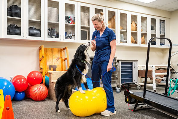 Discs and doc(k)s: Border collie returns to competitive sports after spinal injury