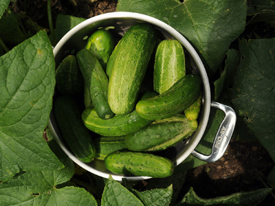 Recipes for summer cucumbers
