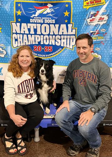 Discs and doc(k)s: Border collie returns to competitive sports after spinal injury