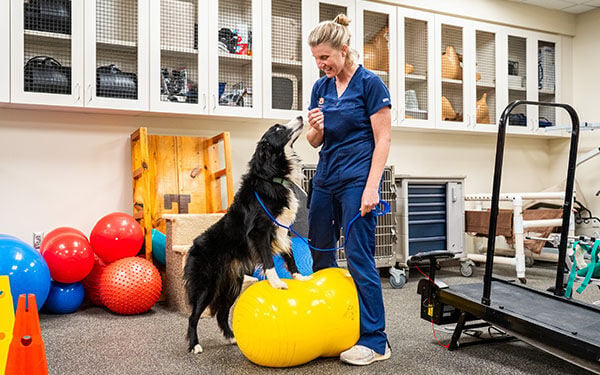 Discs and doc(k)s: Border collie returns to competitive sports after spinal injury