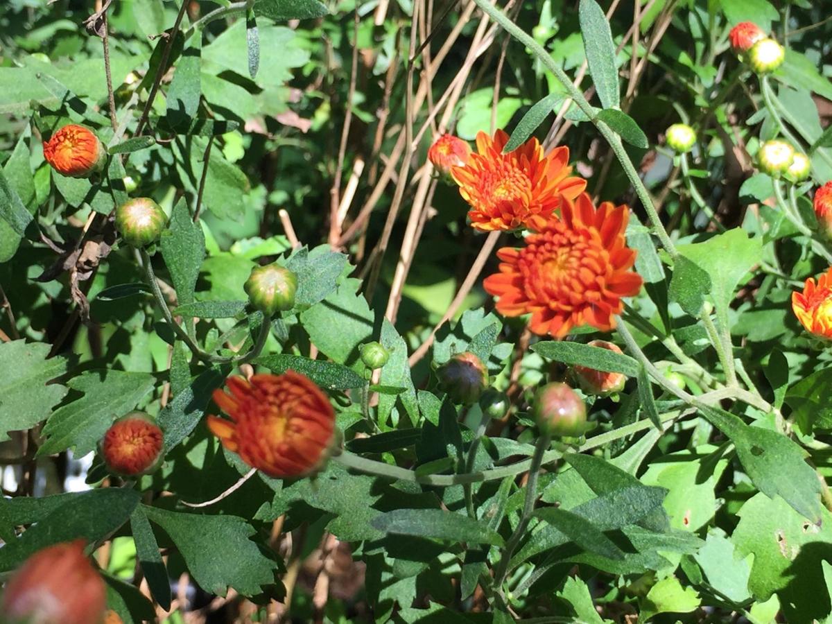 Wiregrass Master Gardeners hold fall plant sale Sept. 15
