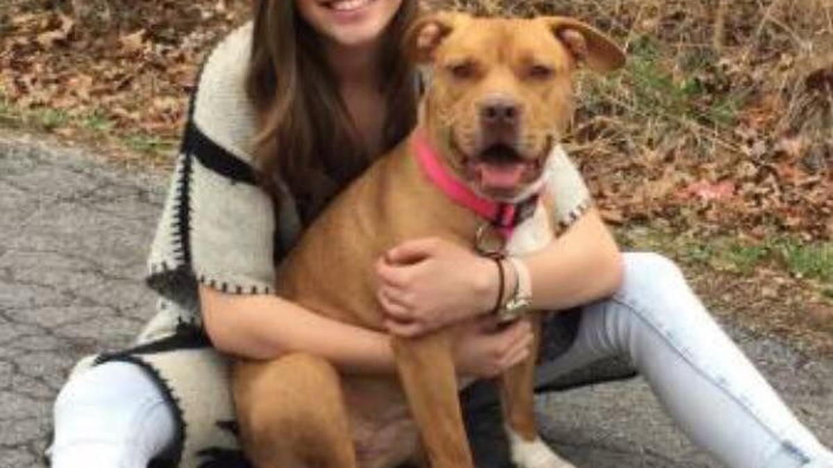 kai pit bull missing after wreck that