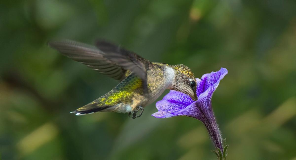 Fall hummingbird feeder etiquette deters wasps, bees