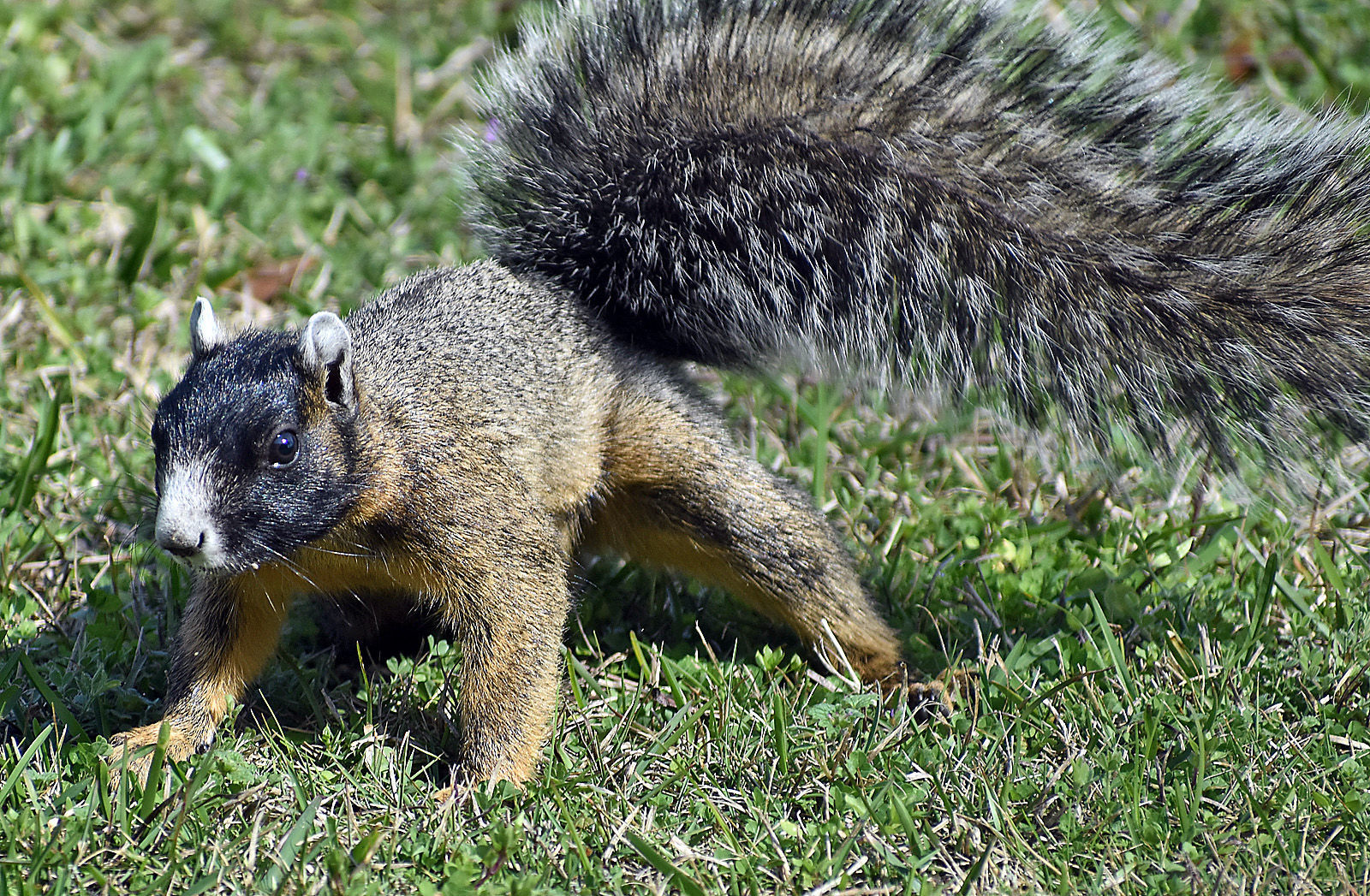 Squirrel streams online f1