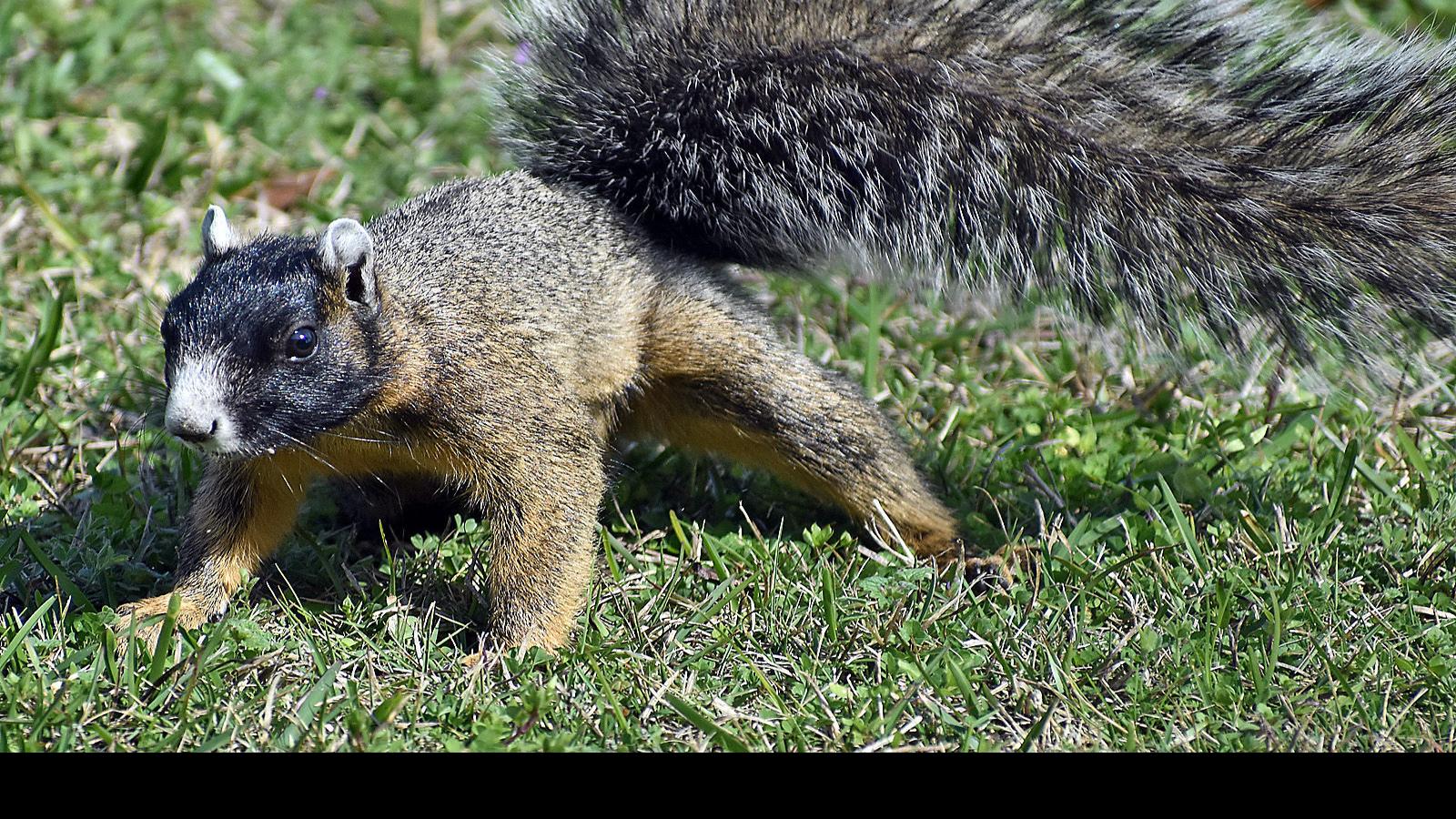 Answer Man What Can You Tell Me About Fox Squirrels Local News Dothaneagle Com