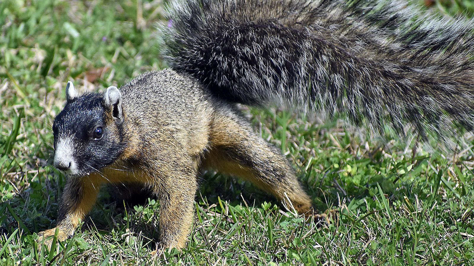 Answer Man What Can You Tell Me About Fox Squirrels Local News Dothaneagle Com