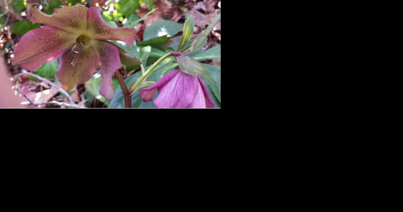 DCMG: Hellebores, Christmas Rose or Lenton Rose - Vimarsana News